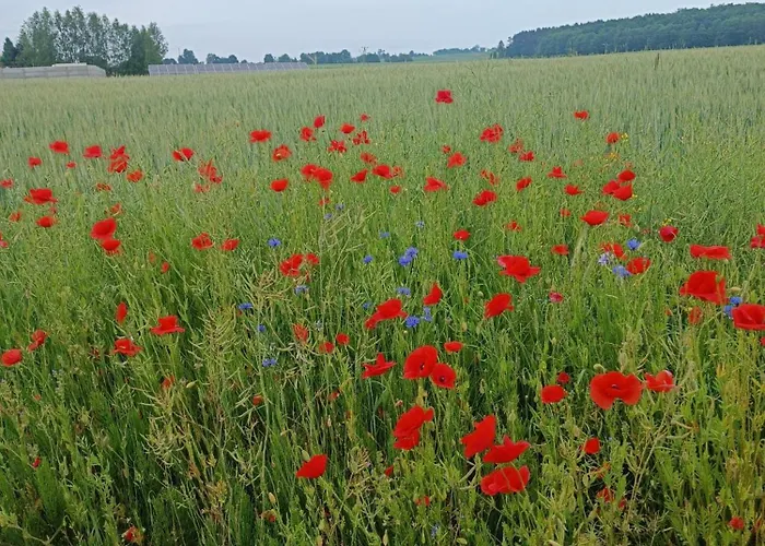 بيت للعطل Sosnowy Gaj Slawutowo